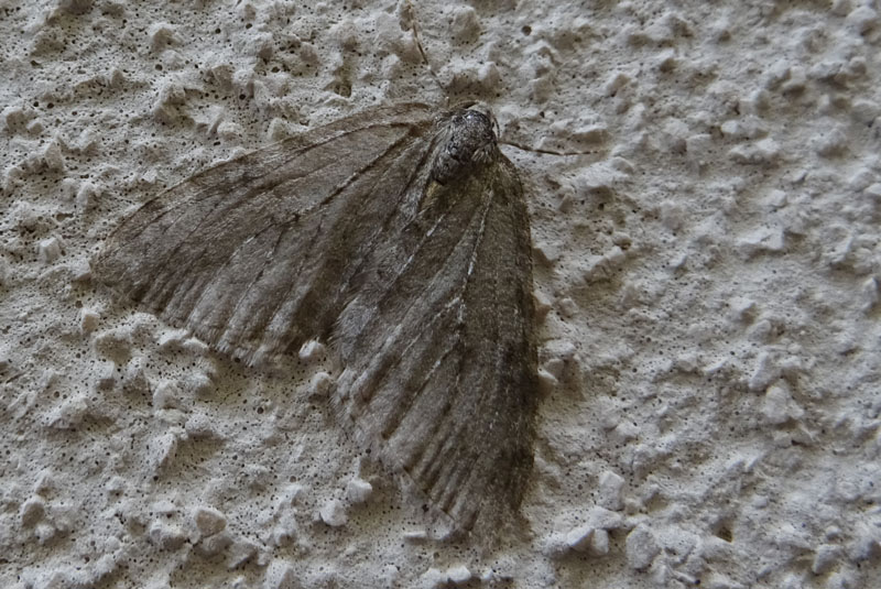 Epirrita sp. - Geometridae